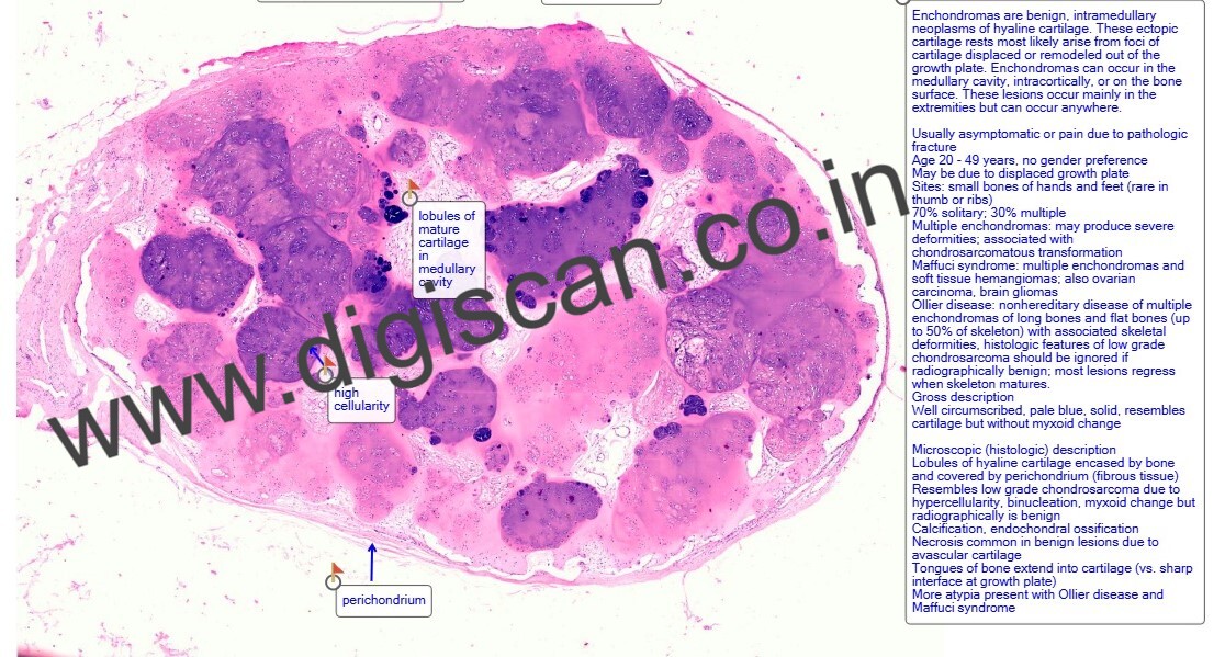 Complete Histopathology Digital Slides Set (System-Wise & Organ-Based Collection)